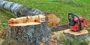 Trusted Weston, WI Tree Removal Experts