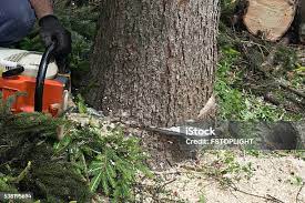 Best Tree Cabling and Bracing  in Weston, WI