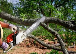 Best Hazardous Tree Removal  in Weston, WI